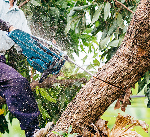 Affordable tree removal service in Madison, AL