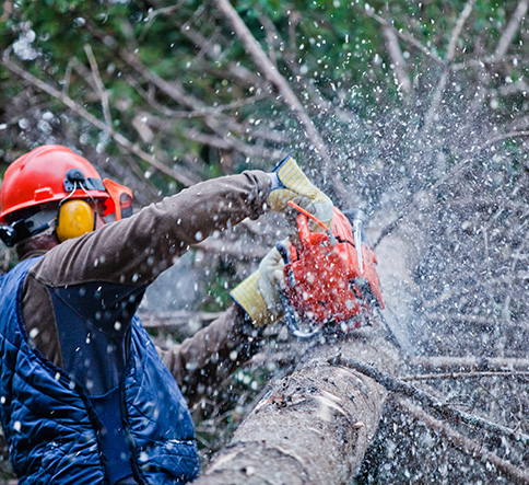 Affordable tree removal company in Scottsboro, AL