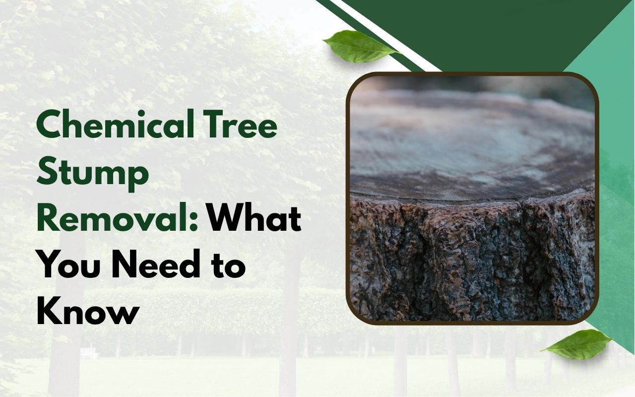 Holes drilled into a tree stump for chemical application