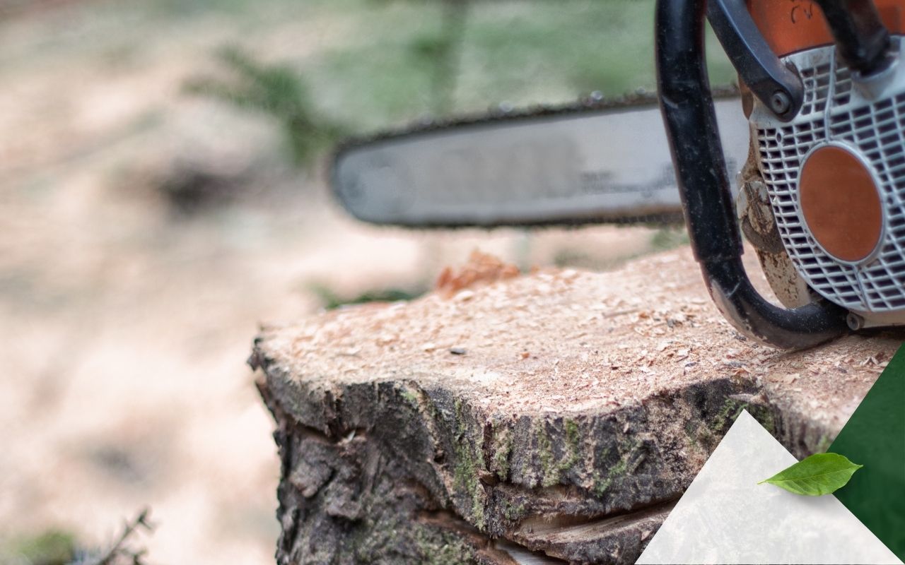 Chainsaw cutting exposed tree roots in backyard