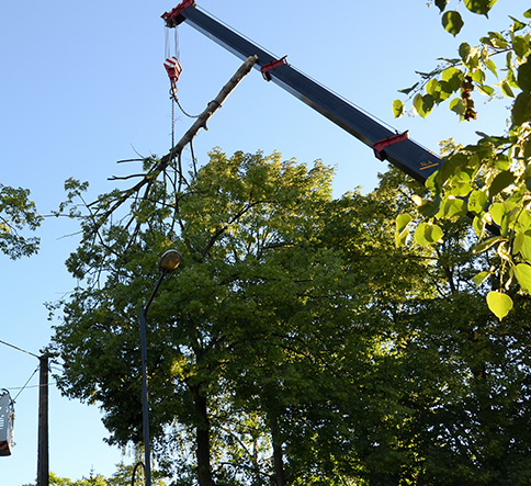 Tree removal service in Decatur, AL with expert team