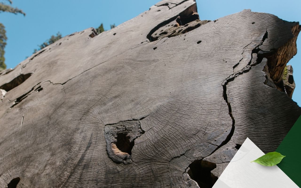 Power drill creating holes in a tree stump to start rotting process
