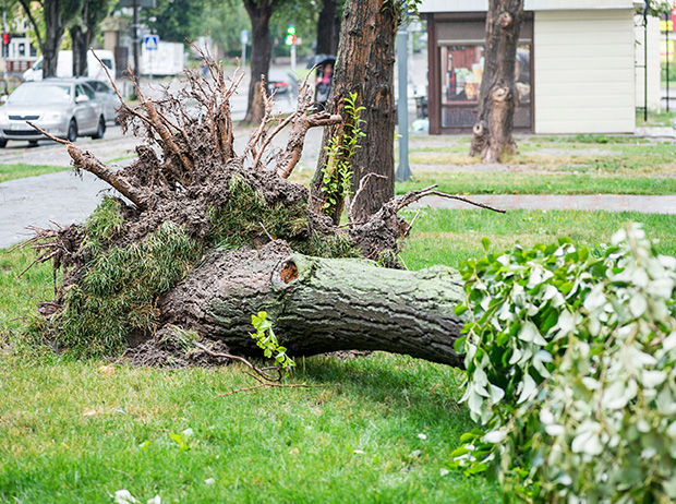 Emergency tree removal in Decatur, AL after storm