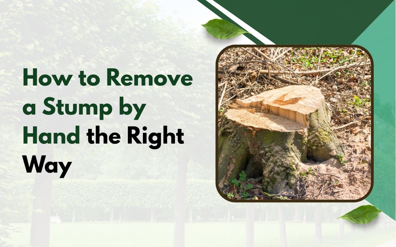 Manual tree stump removal process start