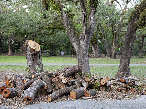 Tree removal in Madison, AL with professional cutting service