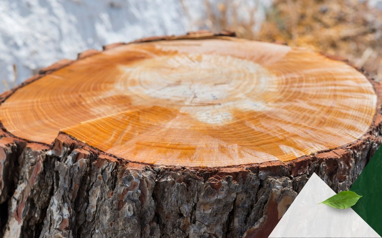 Decayed tree stump after chemical removal in a backyard
