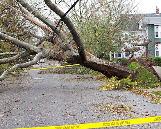Fallen tree blocking road in Fyffe, AL after storm damage