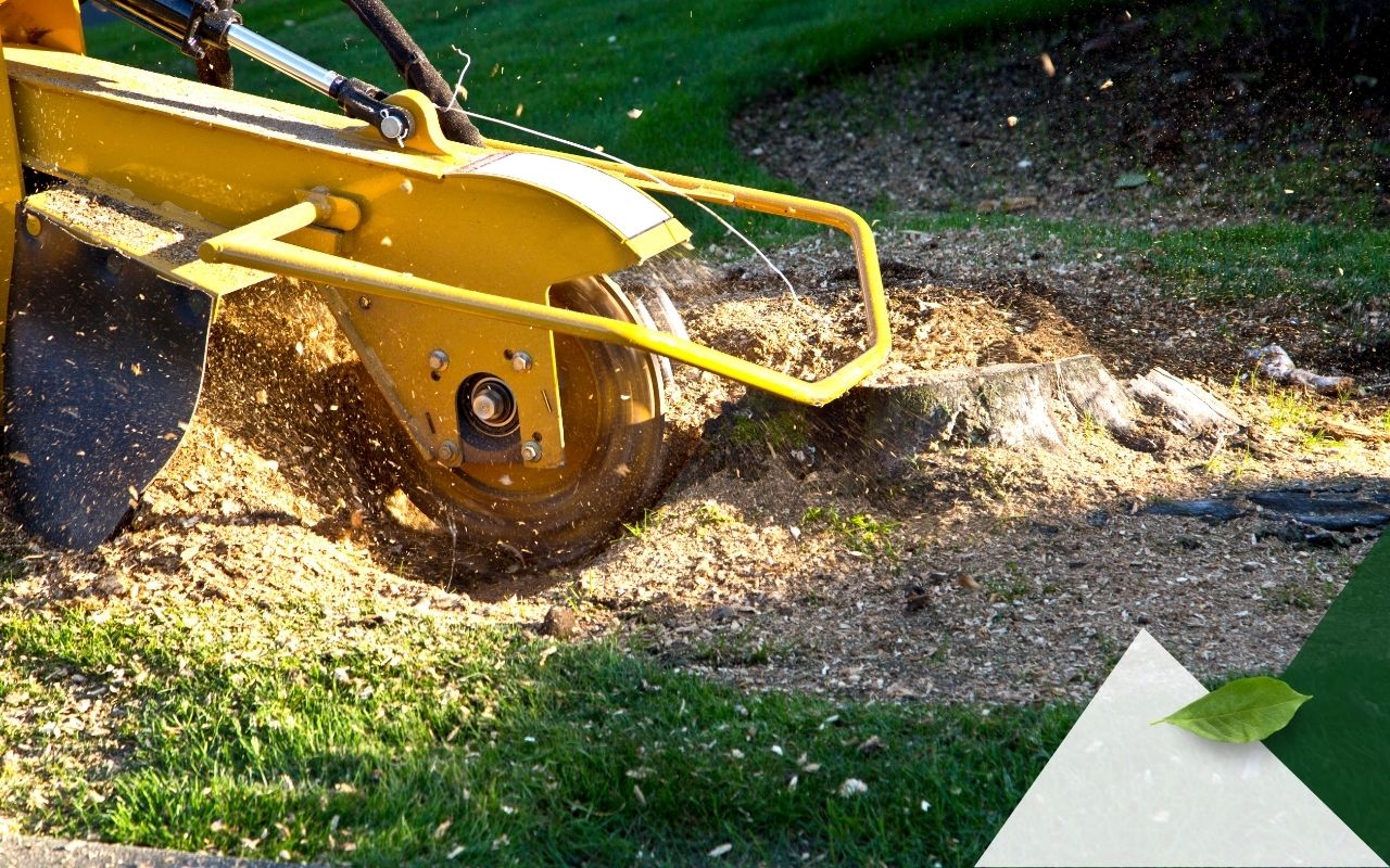 Stump grinding machine removing rooted stump in backyard