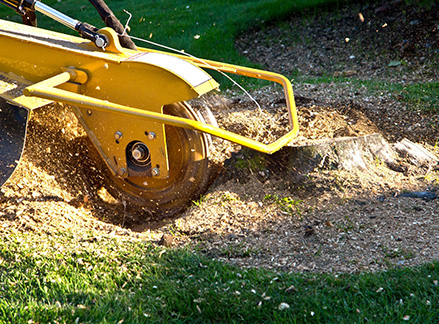 Stump Grinding