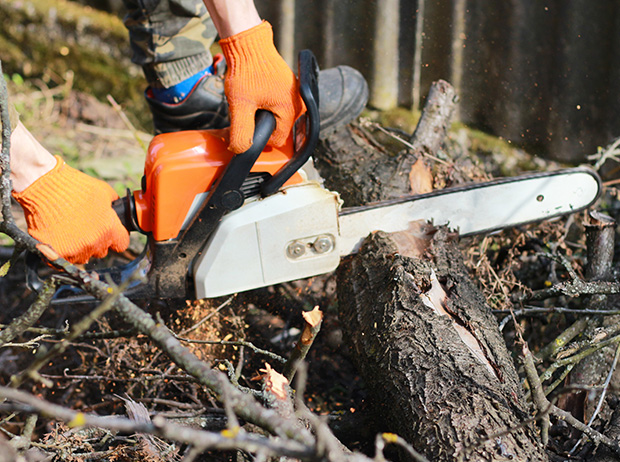 Stump grinding and tree removal in Scottsboro, AL