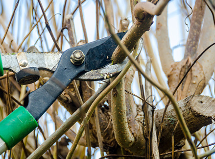 Tree Pruning