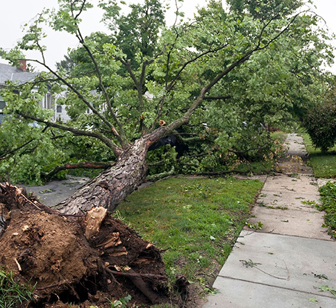 Large fallen tree with power lines down in residential area