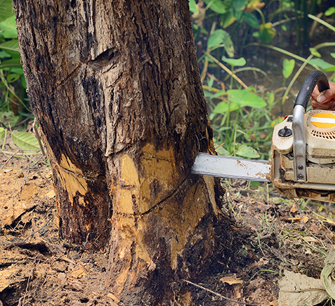 Tree Services | Tree Removal