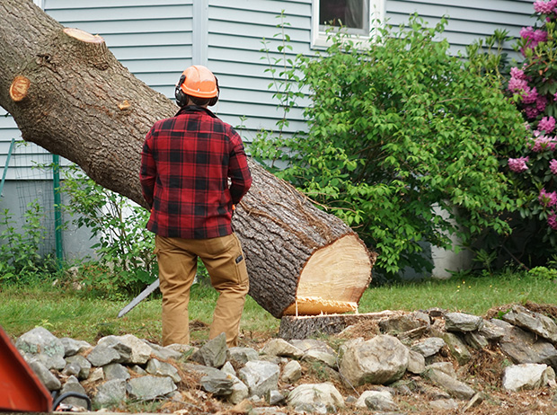 Tree Services | Residential Tree Removal
