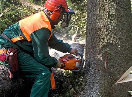 Tree Removal