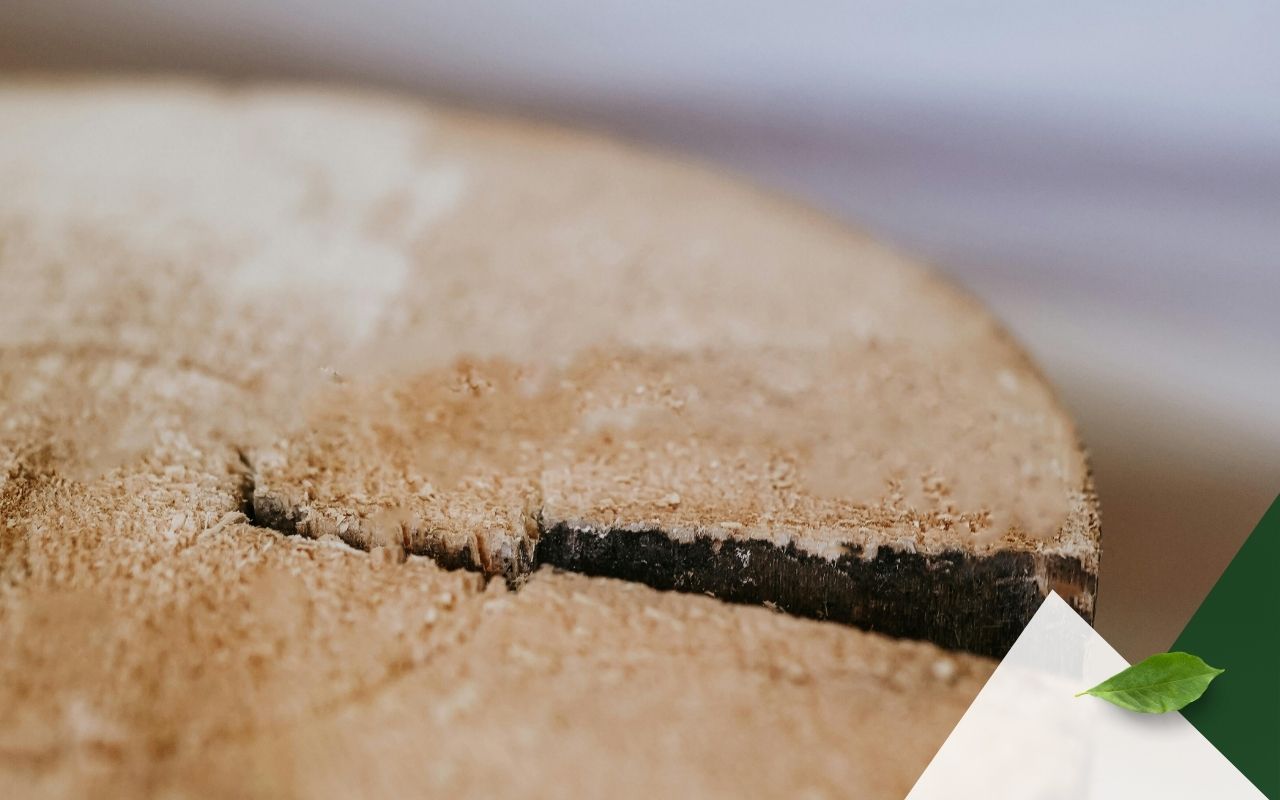 Tree stump covered with tarp to aid Epsom salt removal process