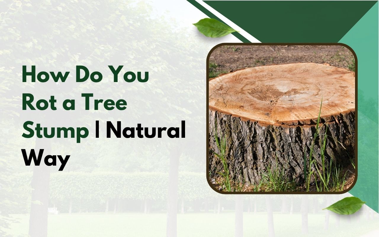 Tree stump in backyard with visible rot and softening wood