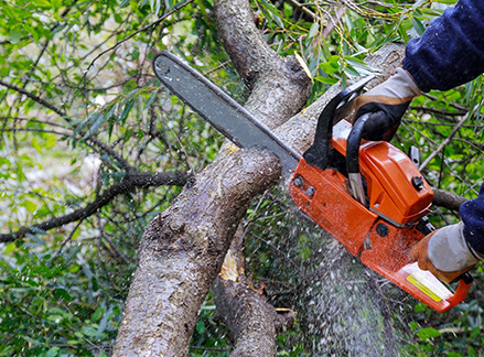 Tree Trimming