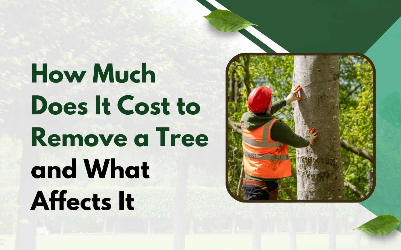 Tree professional evaluating a large tree for removal