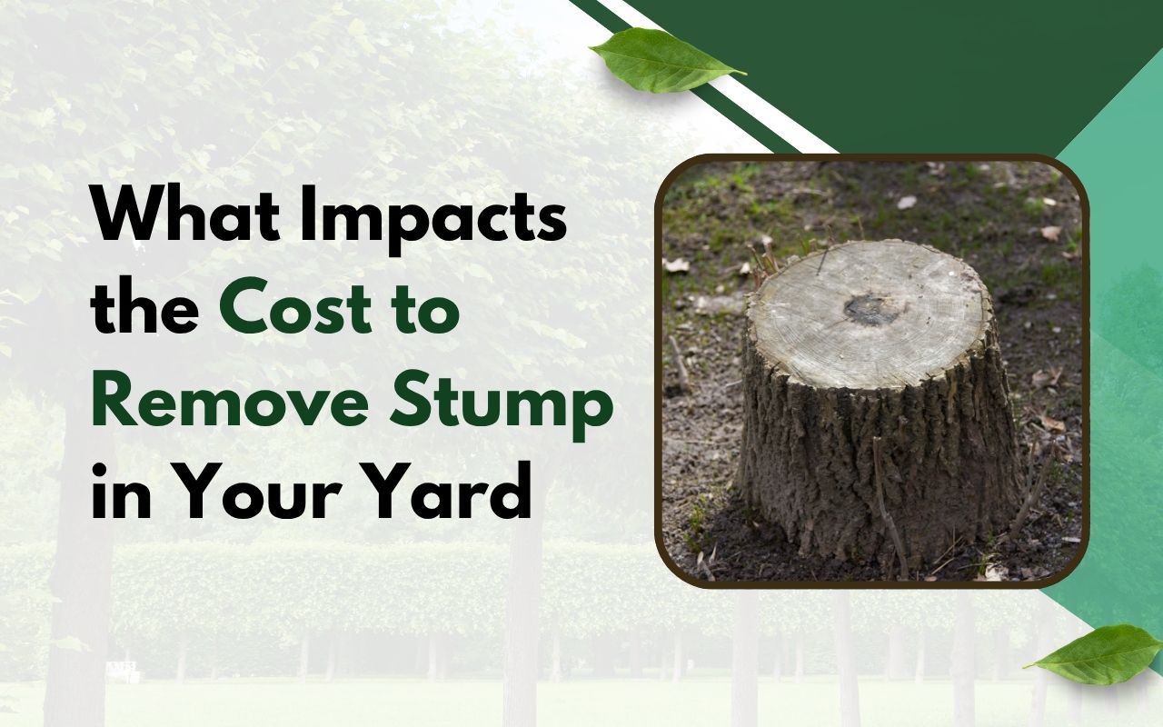 Large tree stump left in a grassy backyard