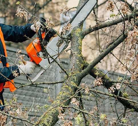 Professional tree trimming service in Decatur, AL