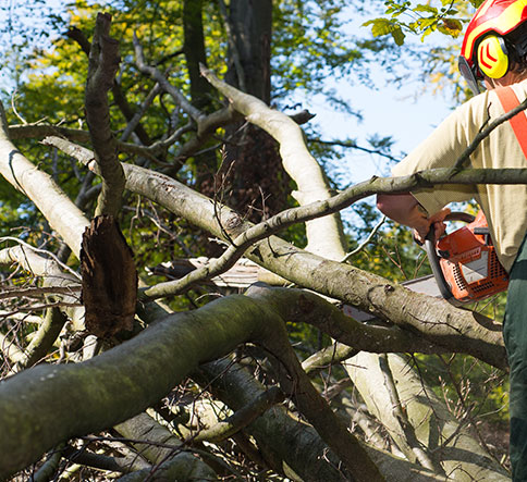 Expert tree trimming service in Fyffe, AL