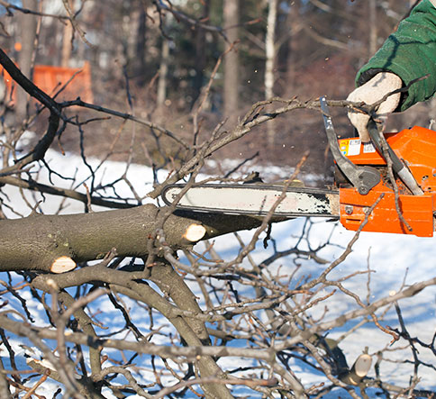 Tree trimming service in Madison, AL by local experts