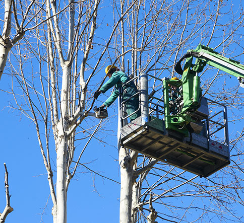 Local crew providing tree trimming service in Scottsboro, AL