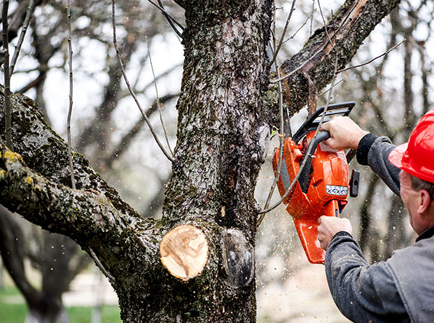Safe and expert tree cutting service in Scottsboro, AL