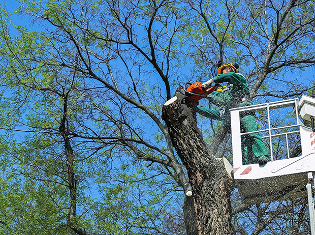 Safe tree cutting service near me in Madison