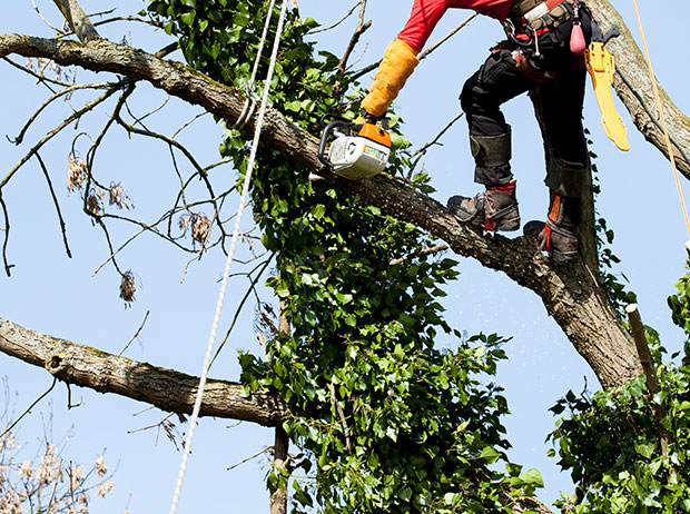 Tree cutting service in Decatur, AL, for safe branch removal
