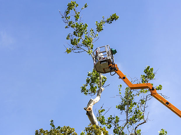 Safe tree cutting service near me in Fyffe