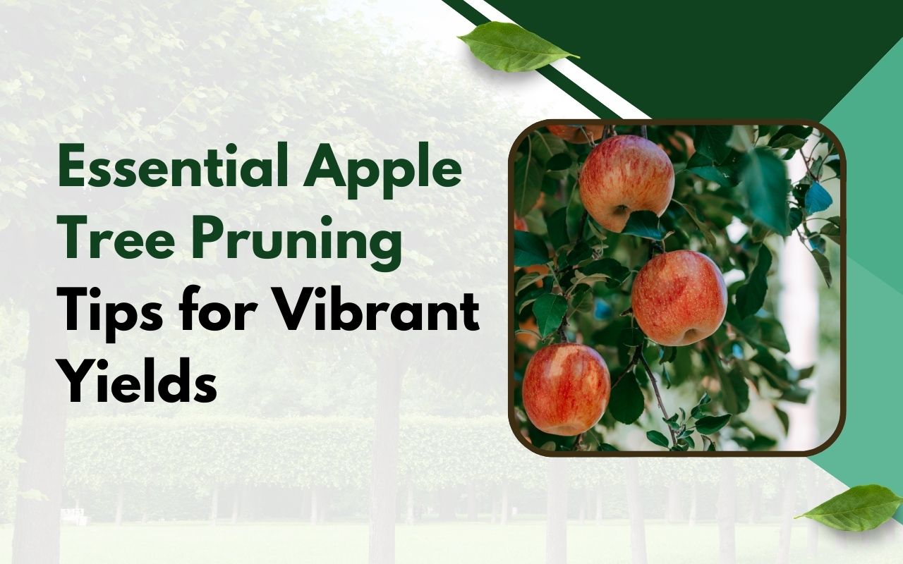 Before and after of apple tree pruning showing improved structure and sunlight access