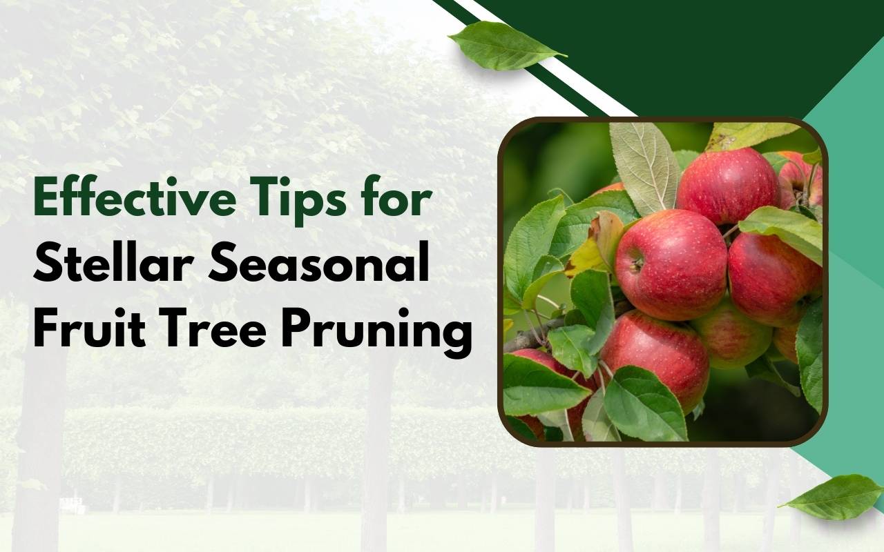 bundant orchard harvest after seasonal fruit tree pruning
