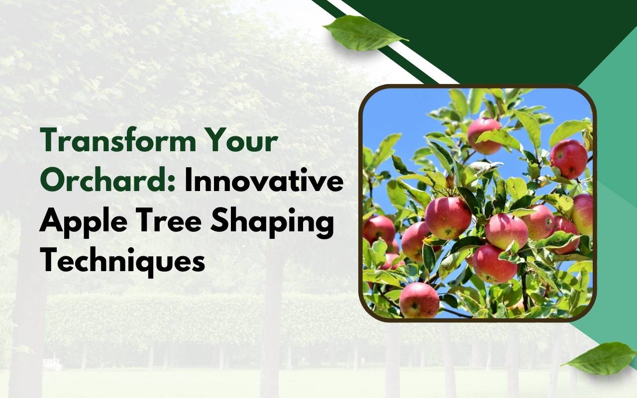 Apple tree shaping techniques with pruning shears in orchard