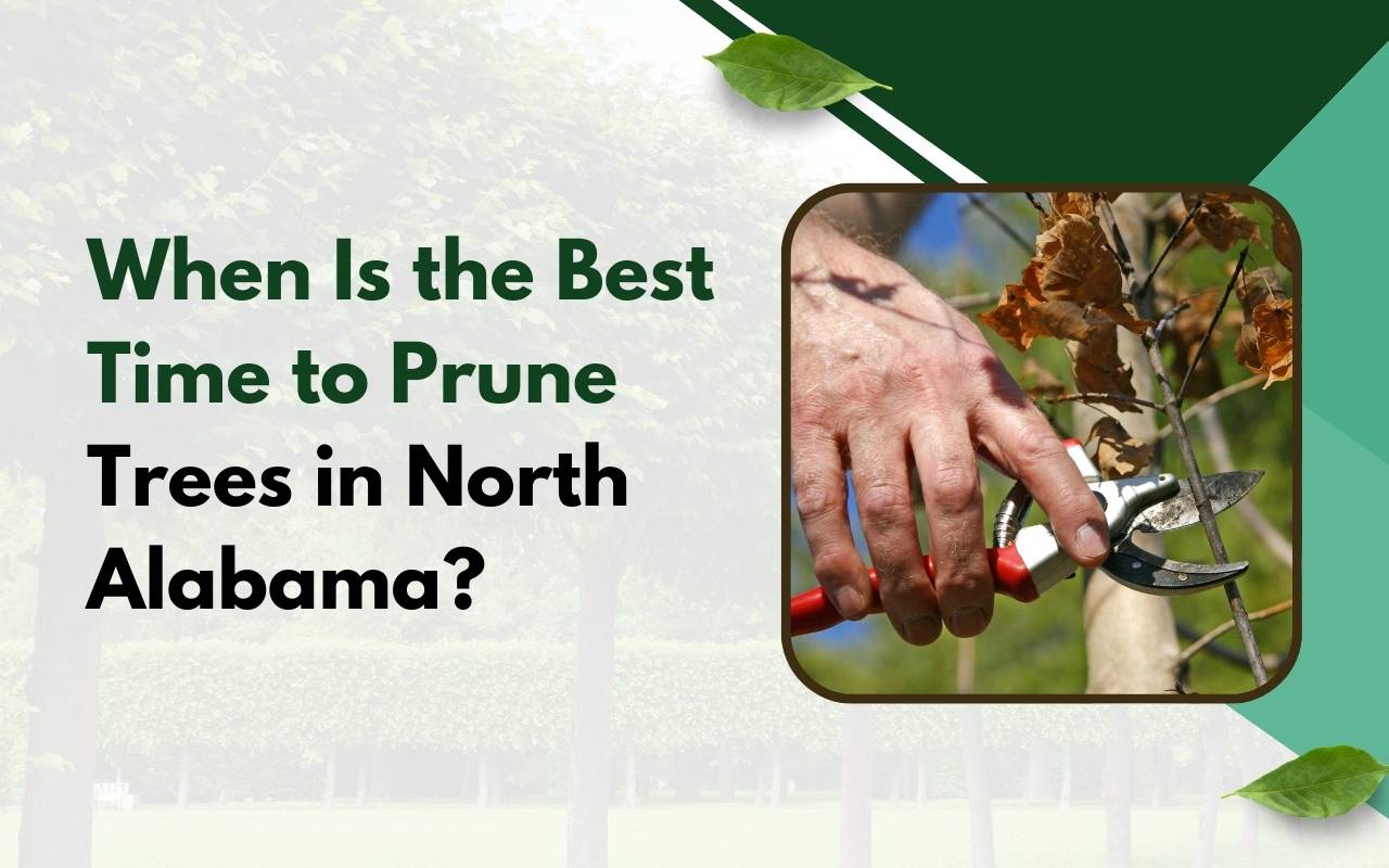 Best time to prune trees North Alabama