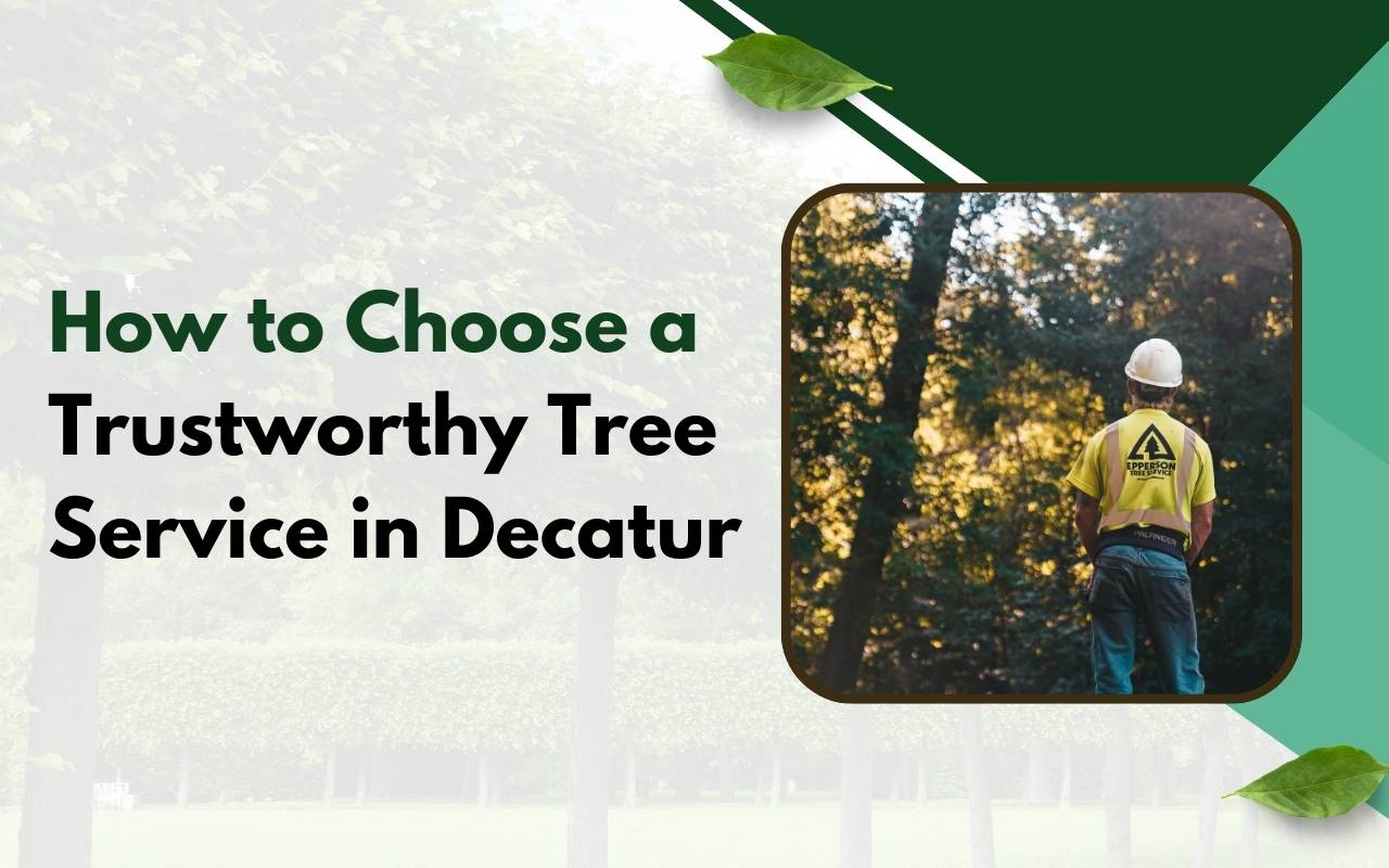 Licensed and certified experts show how to choose a tree service Decatur