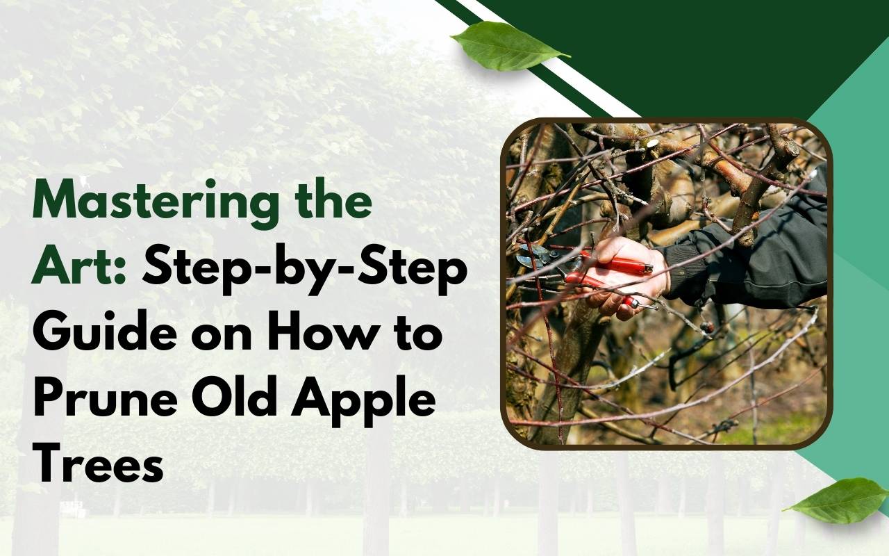 Expert pruning old apple trees for healthy orchard growth