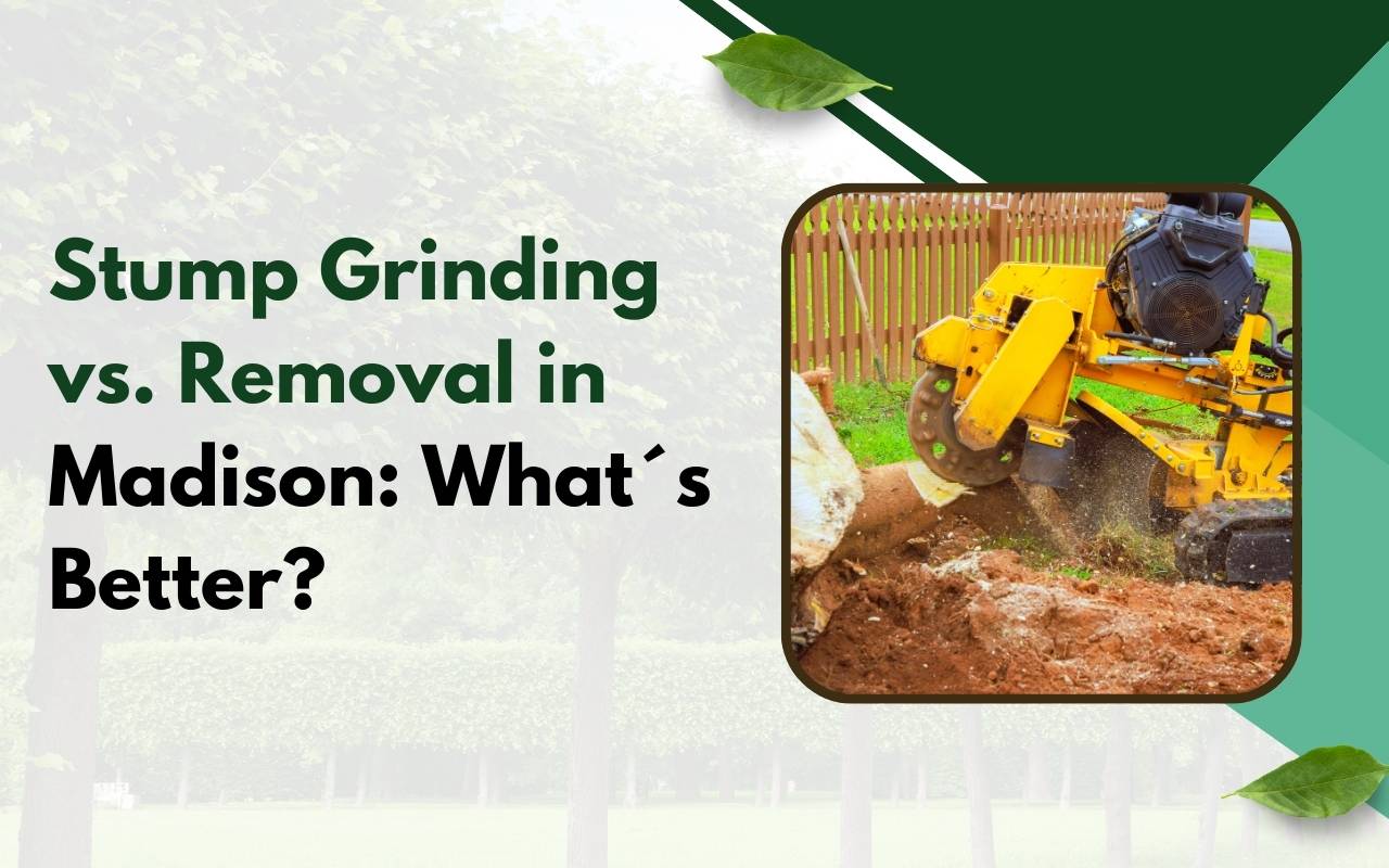 Stump removal in Madison landscape project