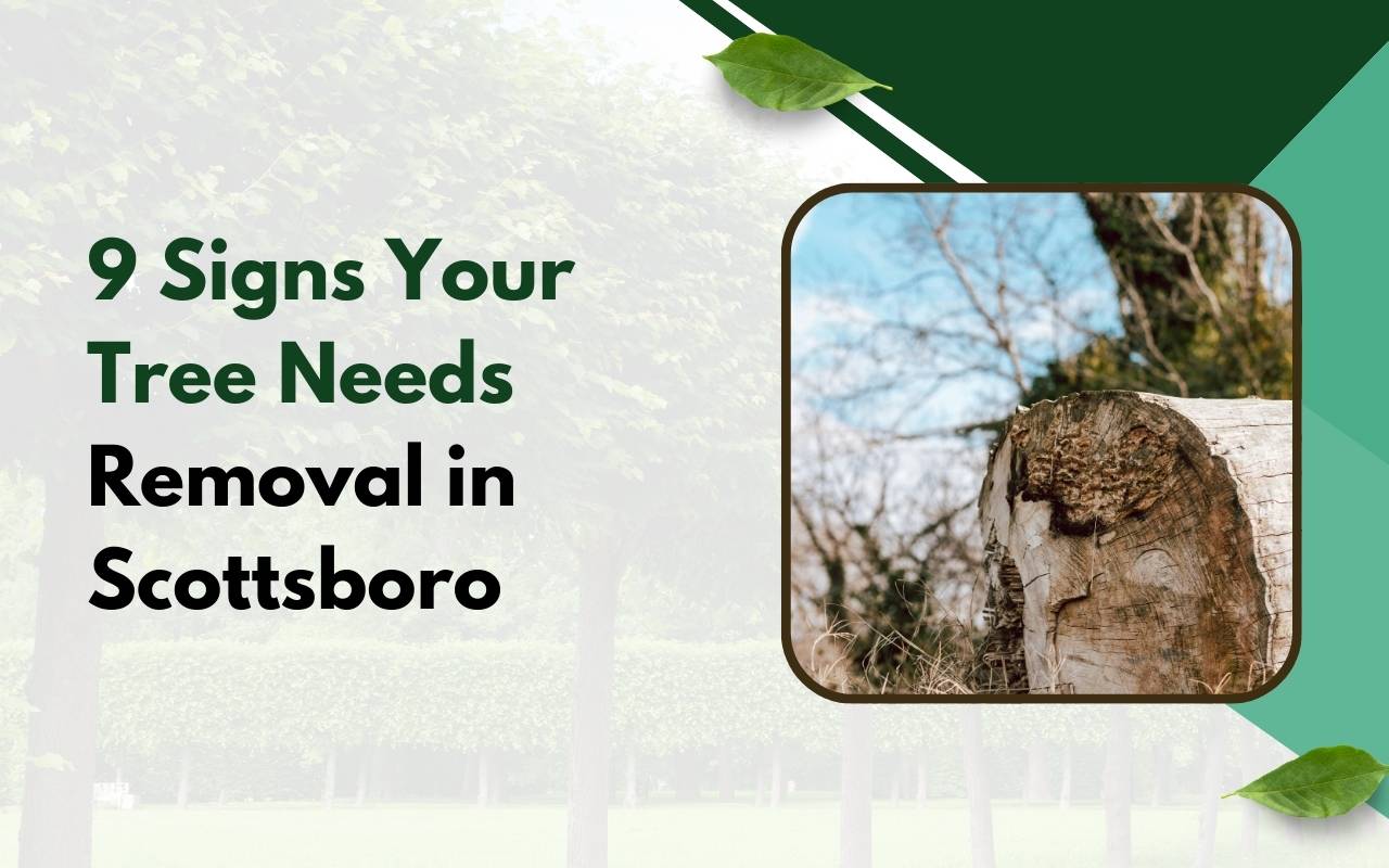 Visible signs a tree needs removal Scottsboro