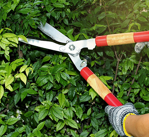 Expert Tree Pruning in Fyffe, AL ensuring healthy growth