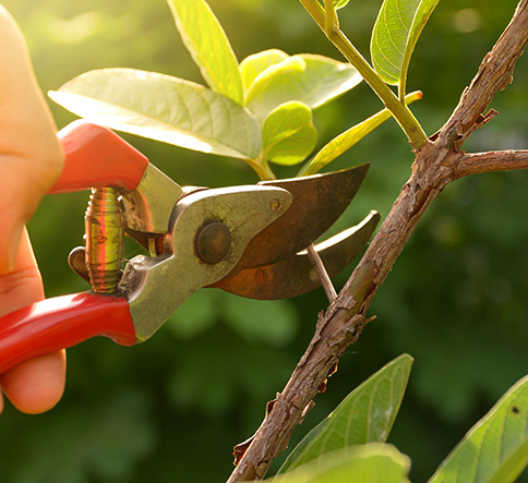 Tree pruning in Scottsboro, AL by certified arborist for safety and health.