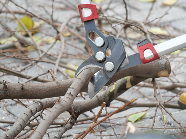 Beautiful landscape after expert tree pruning in Scottsboro, AL.