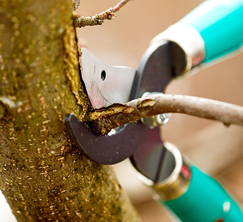 Safe and professional tree cutting service in Madison, AL improving landscapes