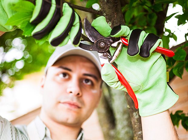 Neatly pruned backyard trees in a residential area