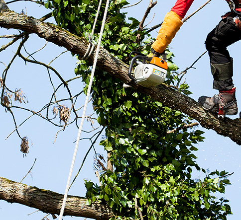 Reliable tree cutting service in Decatur, AL ensuring safety
