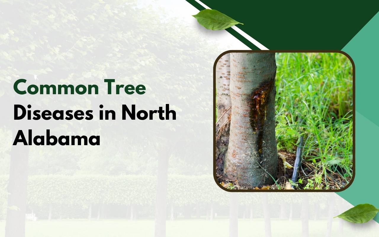 Symptoms of common tree diseases North Alabama