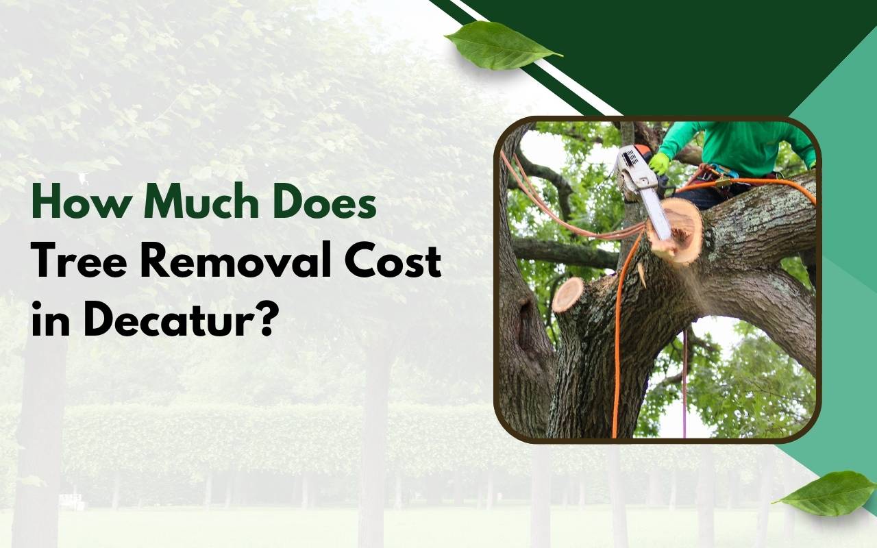 Cost of tree removal Decatur with backyard example