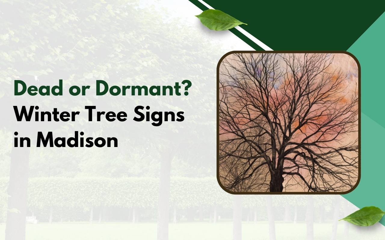 Dormant tree in Madison winter landscape with intact bark and healthy branches