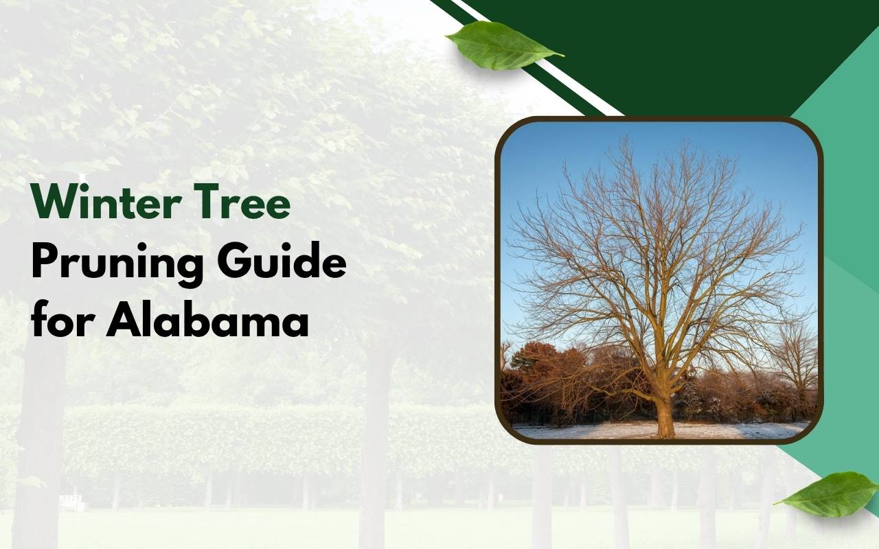 Winter tree pruning Alabama guide for healthy tree growth